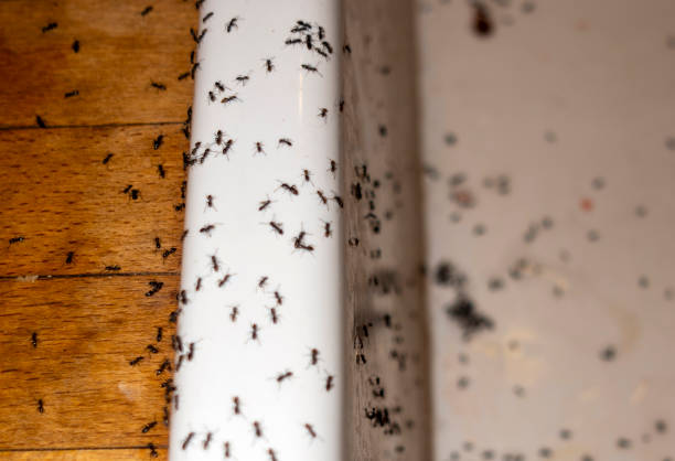 Best Affordable Pest Control Services  in Onset, MA